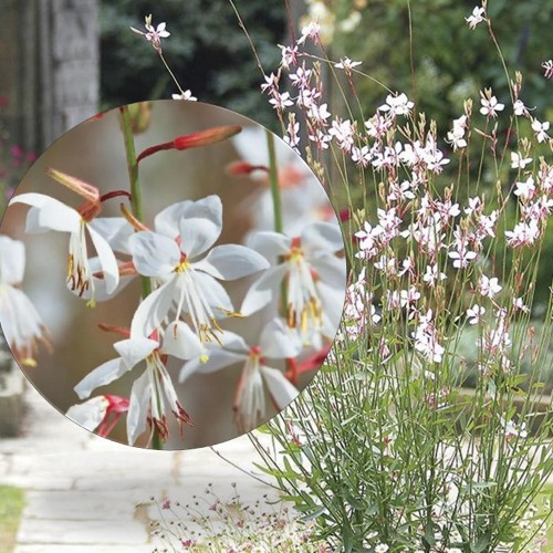 Gaura lindheimeri 'Nova' - Harilik kalevikepp 'Nova' P9/0,55L